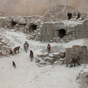 SERENGA : Hamadryas baboon enclosure