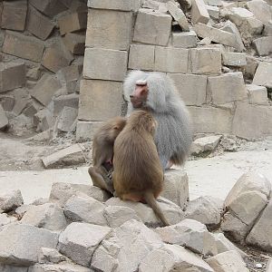 SERENGA : Hamadryas baboons