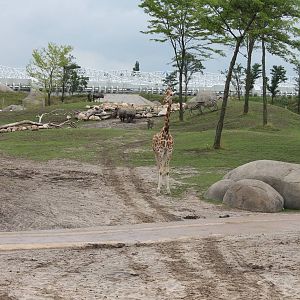 SERENGA : African plain