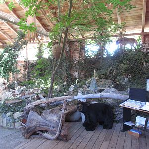 North Island Wildlife Recovery Centre - Museum of Nature