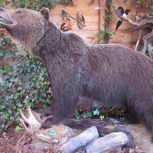 North Island Wildlife Recovery Centre - Museum of Nature