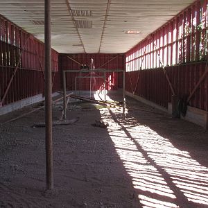 North Island Wildlife Recovery Centre - Bald Eagle Flight Cage (140 feet lo