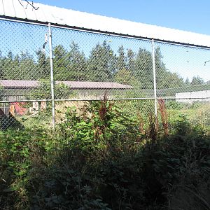 North Island Wildlife Recovery Centre - American Black Bear Exhibit