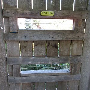North Island Wildlife Recovery Centre - American Black Bear Exhibit Viewing
