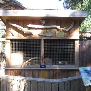 North Island Wildlife Recovery Centre - Domestic Ferret Exhibit