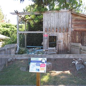 North Island Wildlife Recovery Centre - Bald Eagle Exhibit + Demonstration