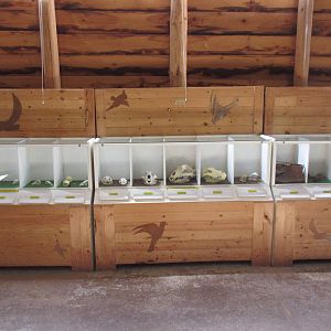 North Island Wildlife Recovery Centre - Wildlife Learning Centre (Skulls)