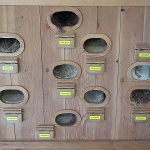 North Island Wildlife Recovery Centre - Wildlife Learning Centre (Fur)