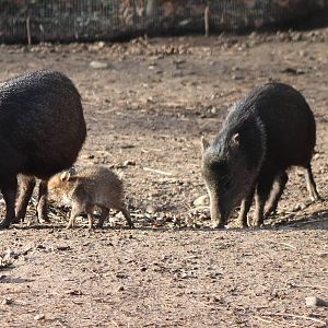 Collared peccaries