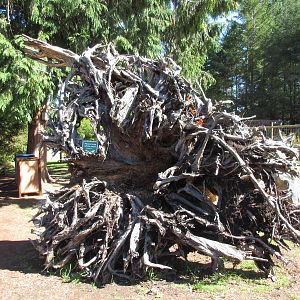 North Island Wildlife Recovery Centre - Uprooted Tree