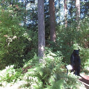 North Island Wildlife Recovery Centre - Mini Nature Trail (with black bear