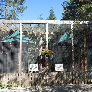 North Island Wildlife Recovery Centre - Rock Dove/Ring-Necked Dove/Eurasian