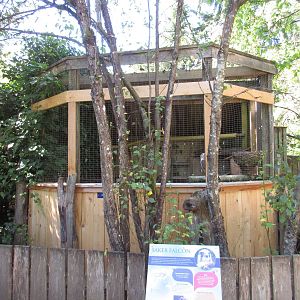North Island Wildlife Recovery Centre - Saker Falcon Exhibit
