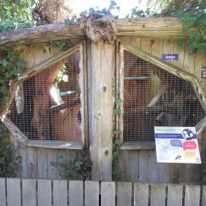 North Island Wildlife Recovery Centre - Peregrine Falcon Exhibit
