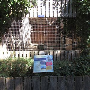 North Island Wildlife Recovery Centre - Swainson's Hawk Exhibit