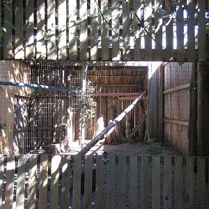 North Island Wildlife Recovery Centre - Great Gray Owl Exhibit