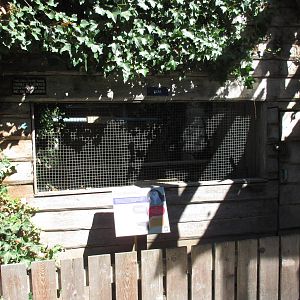 North Island Wildlife Recovery Centre - Snowy Owl Exhibit