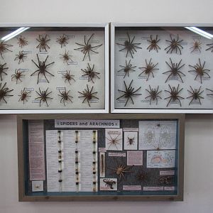 North Island Wildlife Recovery Centre - Taxidermy: Tarantulas