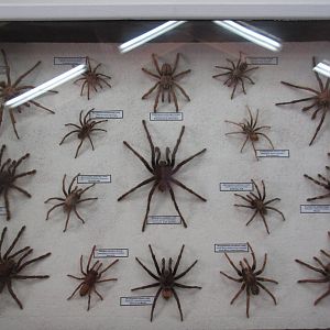 North Island Wildlife Recovery Centre - Taxidermy: Tarantulas