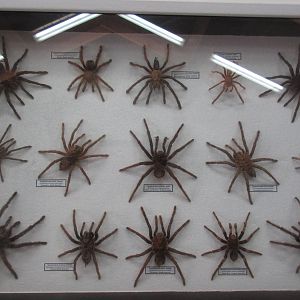 North Island Wildlife Recovery Centre - Taxidermy: Tarantulas