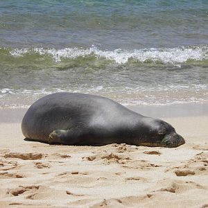 Hawaiian monk seal