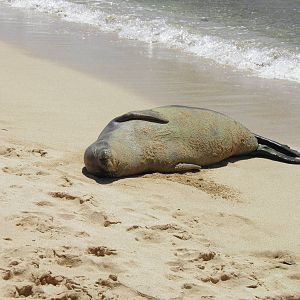 Hawaiian monk seal