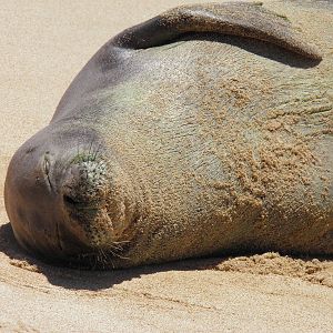 Hawaiian monk seal