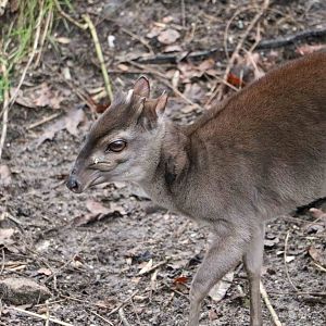 Blue duiker, February 2016