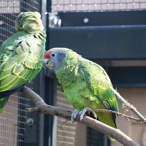 Red-tailed amazons, February 2016