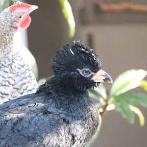 An unlikely pairing, February 2016