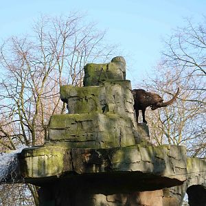Ibex mountain, February 2016