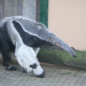 Giant anteater, February 2016