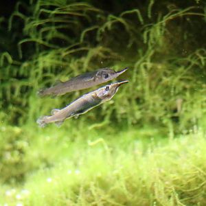 Malayan halfbeak, February 2016