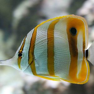 Copperband butterflyfish, February 2016