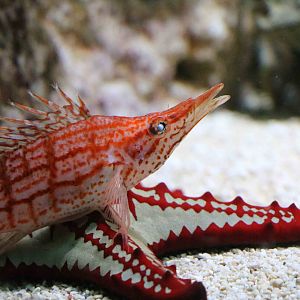 Longnose hawkfish + starfish, February 2016