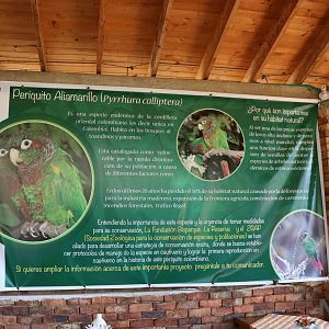 Flame-winged parakeet project - Bioparque la Reserva, March 2016