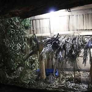 Boa constrictor display - Bioparque la Reserva, March 2016