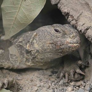 Uromastyx sp. - Bioparque la Reserva, March 2016