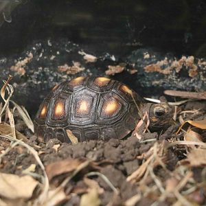 Red-footed tortoise - Bioparque la Reserva, March 2016