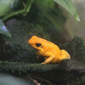 Golden poison dart frog - Bioparque la Reserva, March 2016
