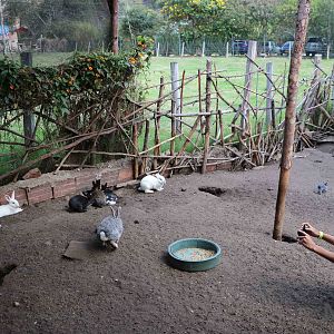 Rabbit enclosure - Bioparque la Reserva, March 2016