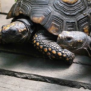 Yellow-footed tortoises - Bioparque la Reserva, March 2016