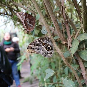 Butterflies - Bioparque la Reserva, March 2016