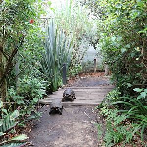 Tortoises on the path - Bioparque la Reserva, March 2016