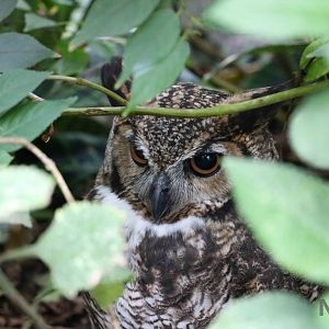 Great horned owl - Bioparque la Reserva, March 2016