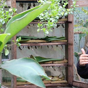 Pupa display - Bioparque la Reserva, March 2016