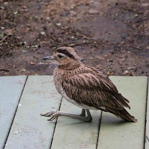 Double-striped thick-knee - Bioparque la Reserva, March 2016