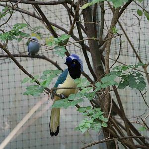 Green jay - Bioparque la Reserva, March 2016