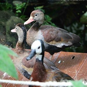 Whistling ducks - Bioparque la Reserva, March 2016