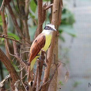 Great kiskadee - Bioparque la Reserva, March 2016
